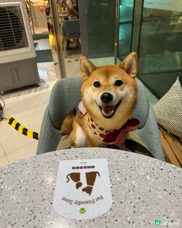 📣青衣終於有室內餐廳可以俾狗狗入🫘