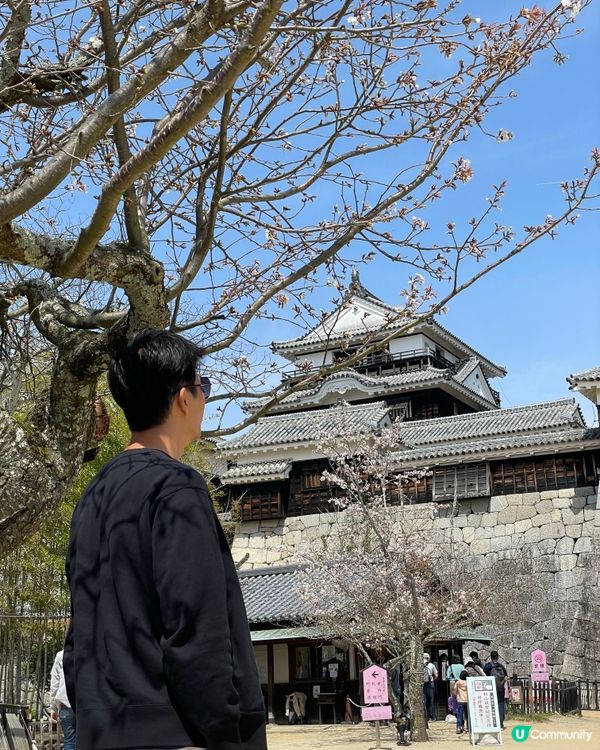 愛媛縣景點🏯松山城賞櫻🌸