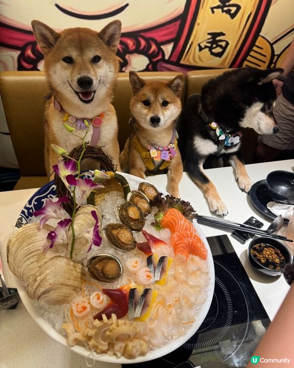 可以同狗狗一齊打邊爐🍲