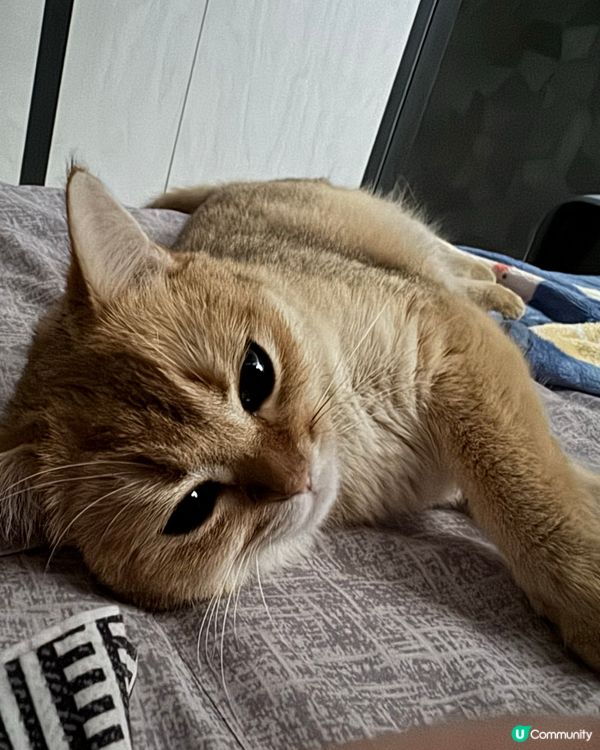 同主人一齊瞓覺😃