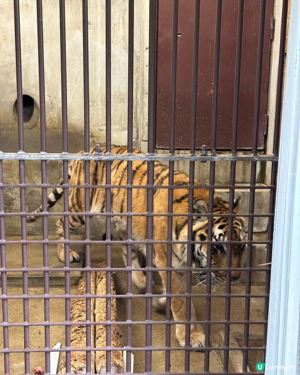 福岡親子遊 🦁🐘🐒 #福岡動植物公園