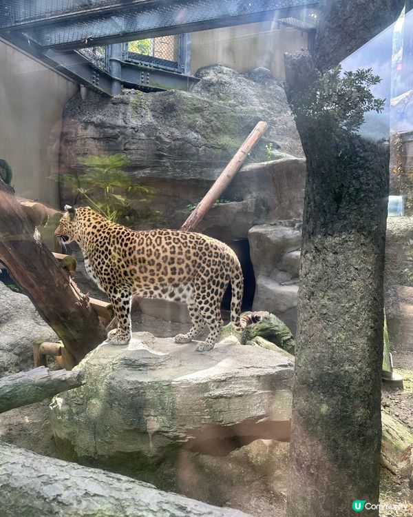 福岡親子遊 🦁🐘🐒 #福岡動植物公園