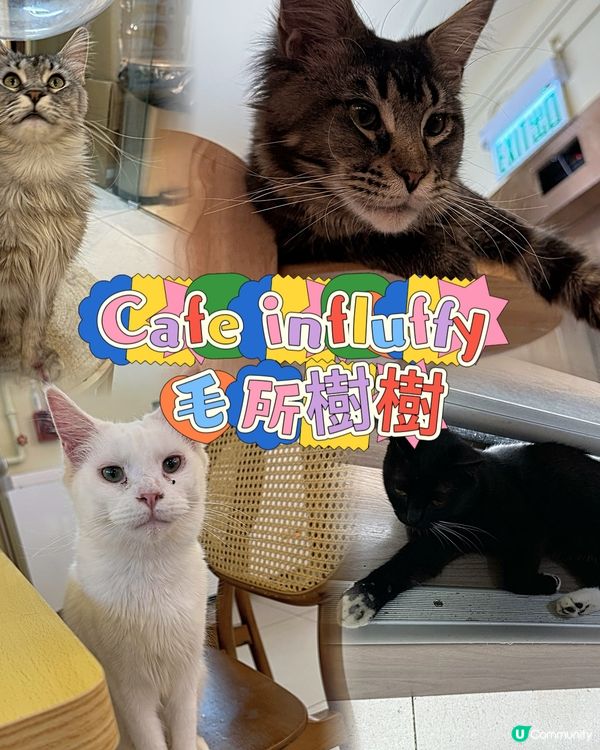 素食者𠃍貓咪Cafe | 緬因貓