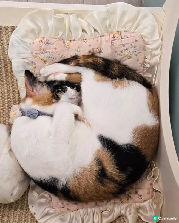 🐱愛貓人士必去！[貓之茶房] 超乾淨舒服😌