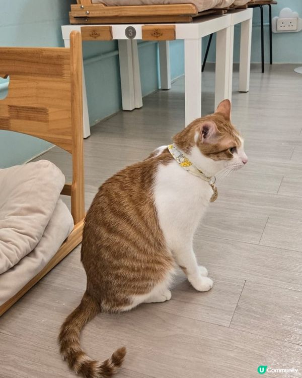 🐱愛貓人士必去！[貓之茶房] 超乾淨舒服😌