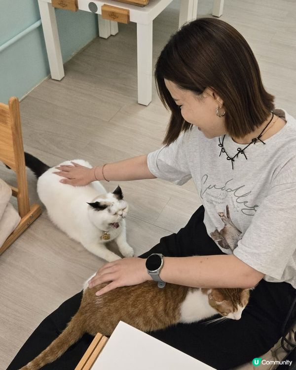 🐱愛貓人士必去！[貓之茶房] 超乾淨舒服😌