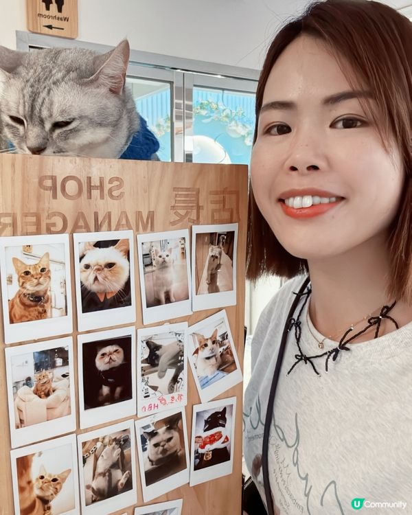 🐱愛貓人士必去！[貓之茶房] 超乾淨舒服😌