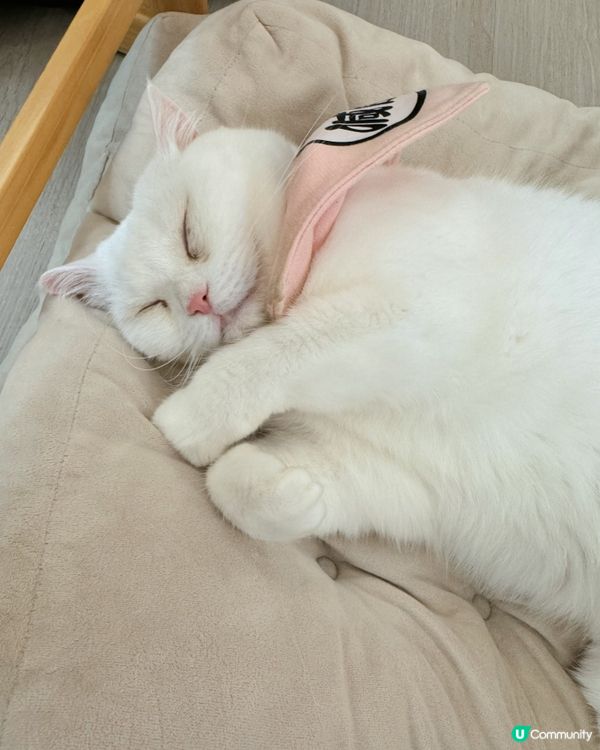 🐱愛貓人士必去！[貓之茶房] 超乾淨舒服😌