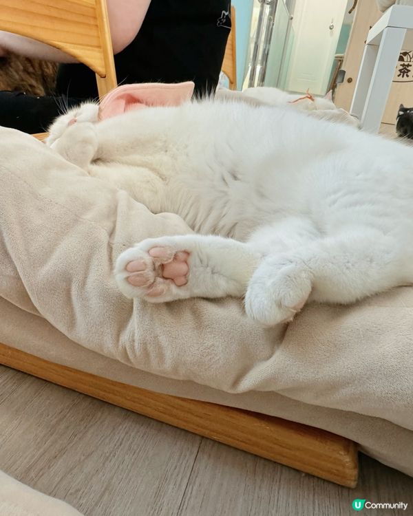 🐱愛貓人士必去！[貓之茶房] 超乾淨舒服😌