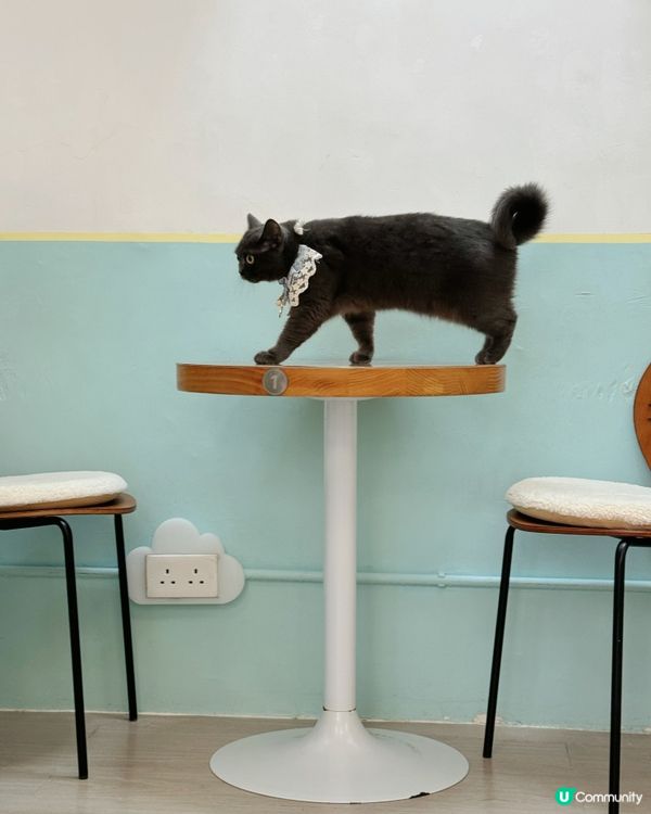 🐱愛貓人士必去！[貓之茶房] 超乾淨舒服😌