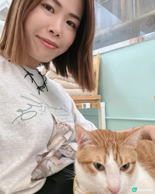 🐱愛貓人士必去！[貓之茶房] 超乾淨舒服😌