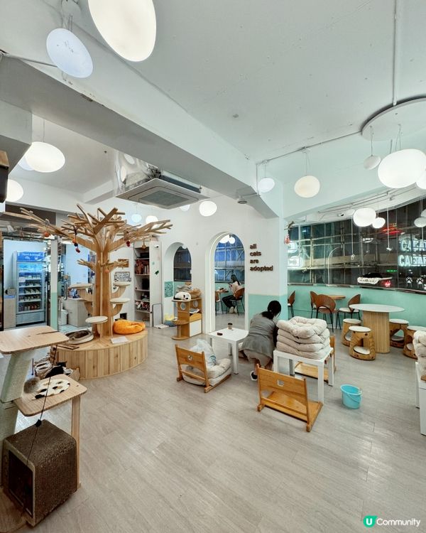 🐱愛貓人士必去！[貓之茶房] 超乾淨舒服😌