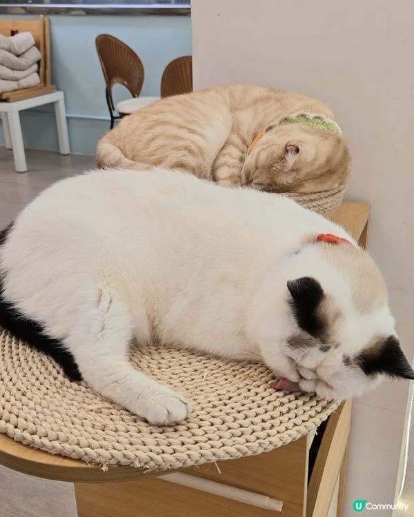 🐱愛貓人士必去！[貓之茶房] 超乾淨舒服😌