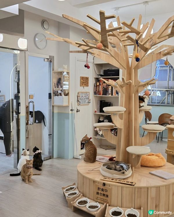 🐱愛貓人士必去！[貓之茶房] 超乾淨舒服😌