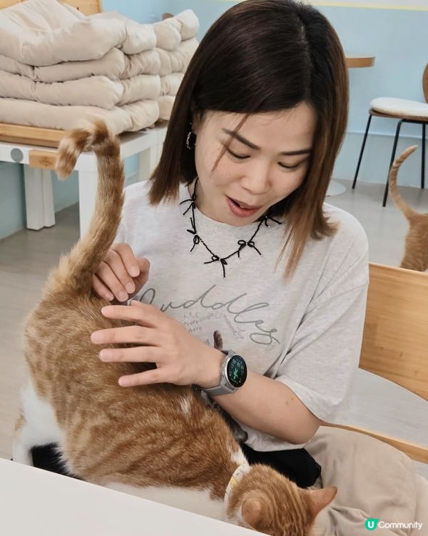 🐱愛貓人士必去！[貓之茶房] 超乾淨舒服😌