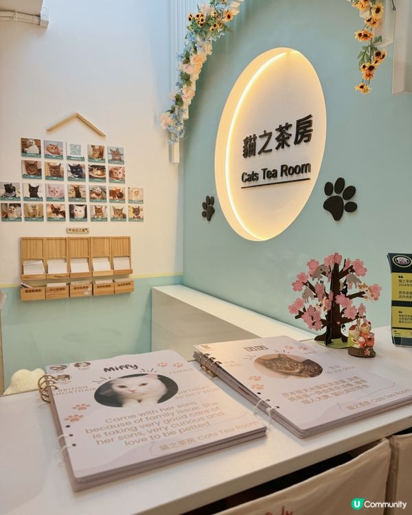 🐱愛貓人士必去！[貓之茶房] 超乾淨舒服😌