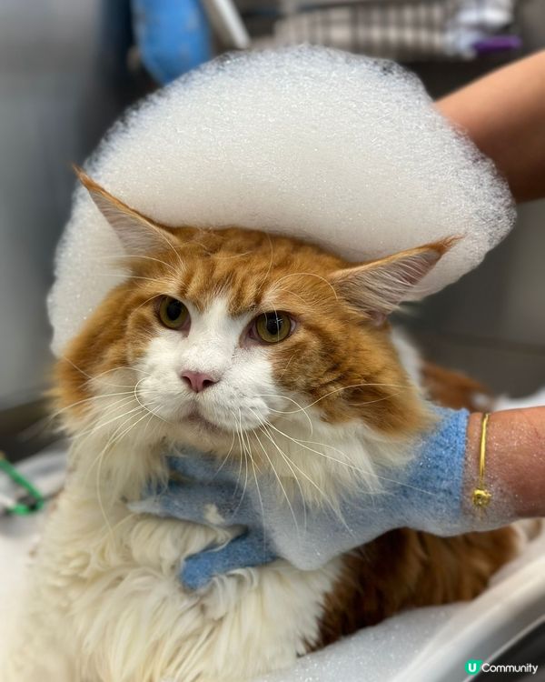 可愛沖涼貓❤️