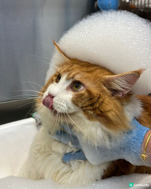 可愛沖涼貓❤️