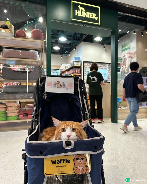 可愛沖涼貓❤️