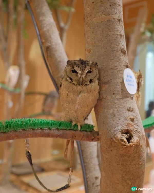 【 零距離親親小動物 】