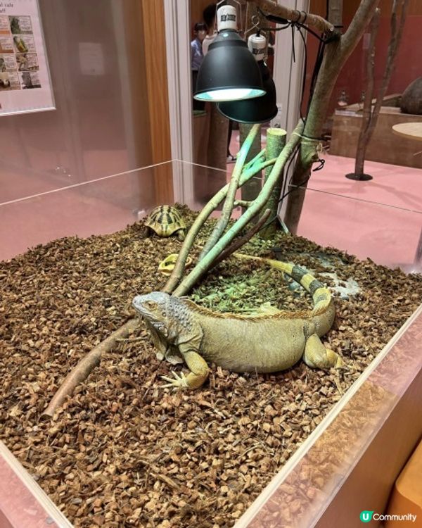 【 零距離親親小動物 】