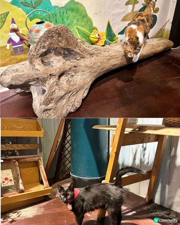 [台北推介] 寄給未來的咖啡廳📧早初🌳