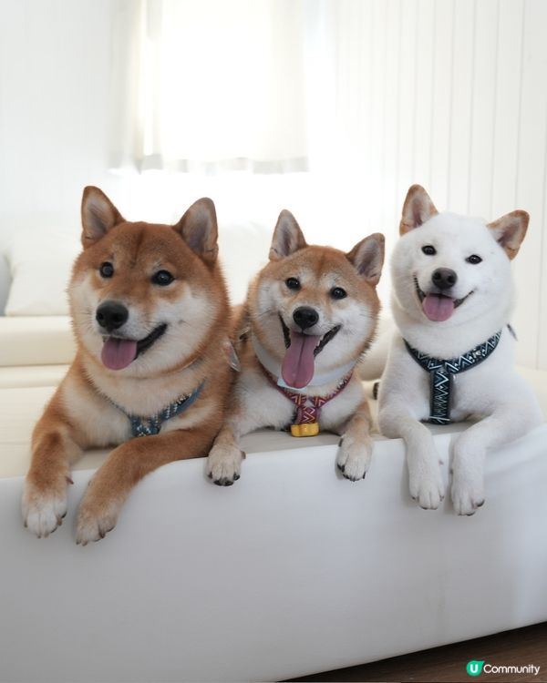 香港純白風度假村🏝️ 可帶寵物