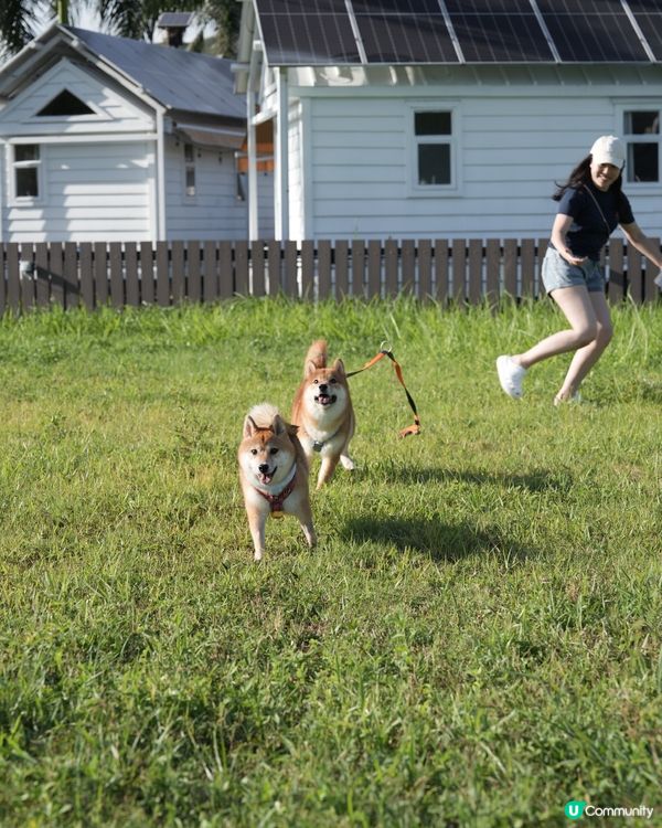 可以帶狗狗一齊玩既度假村🏝️