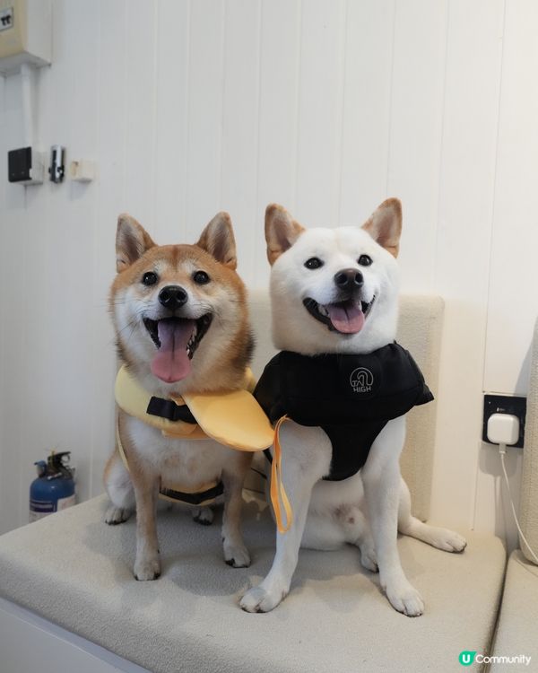 可以帶狗狗一齊玩既度假村🏝️