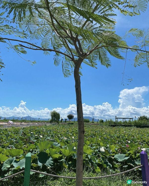 東南亞風-五豐村