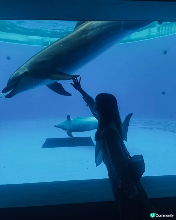 在日本貓島遇上了好天氣和可愛的貓咪