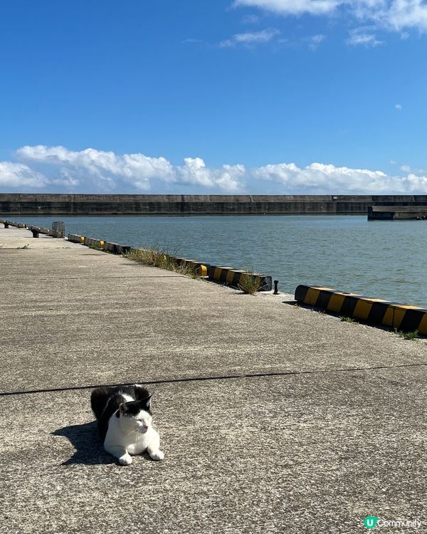 在日本貓島遇上了好天氣和可愛的貓咪