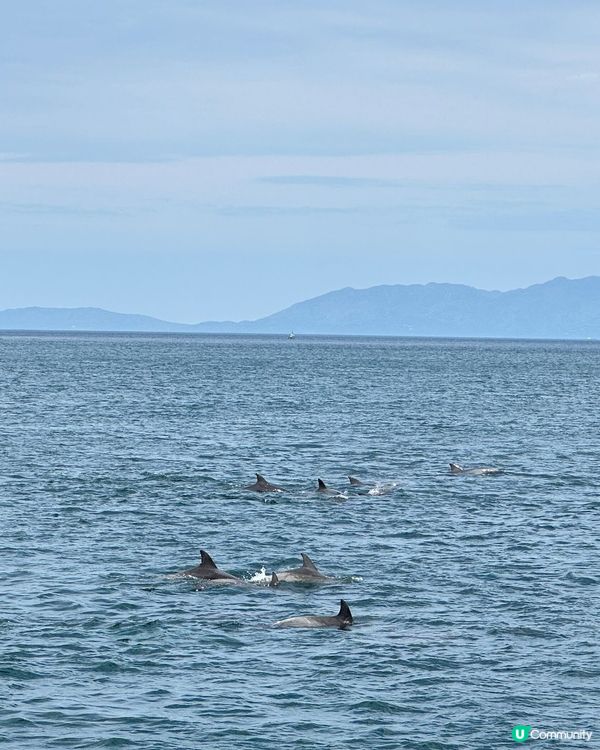 呢個係去左九州熊本天草市撘船出海睇野生海豚，同時間有20-3...