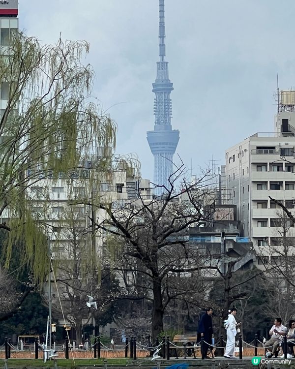 橫濱，東京上野公園，東京鐵塔，日元低價可以盡情享受下！