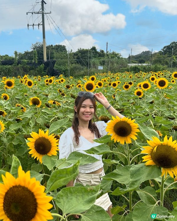 係沙灘果張係係TheNextWave Beach Music...