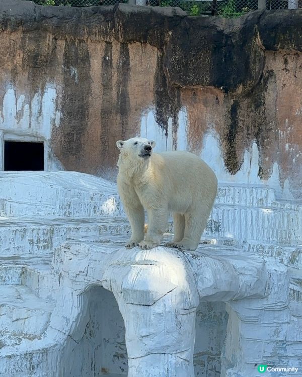 有可愛北極熊🐻‍❄️嘅動物園