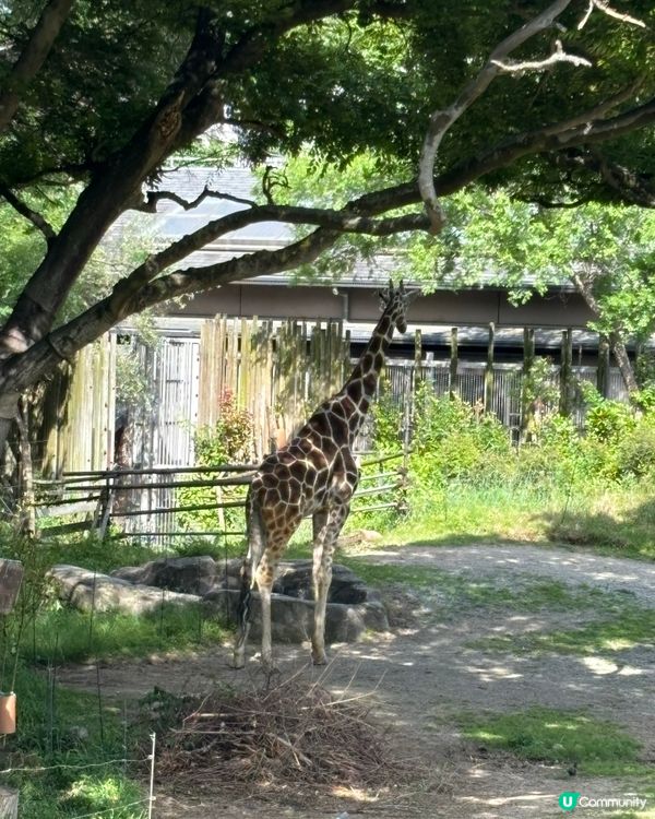 有可愛北極熊🐻‍❄️嘅動物園