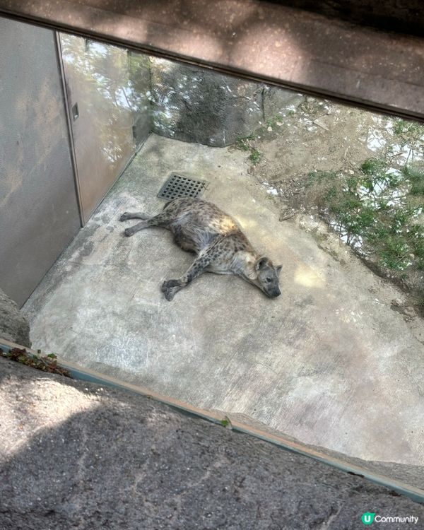 有可愛北極熊🐻‍❄️嘅動物園