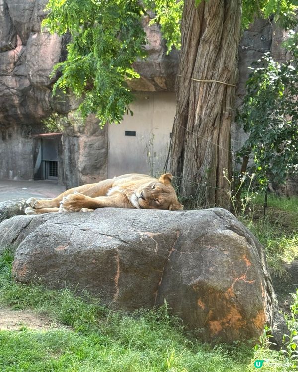 有可愛北極熊🐻‍❄️嘅動物園