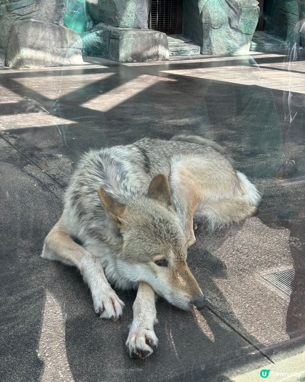 有可愛北極熊🐻‍❄️嘅動物園