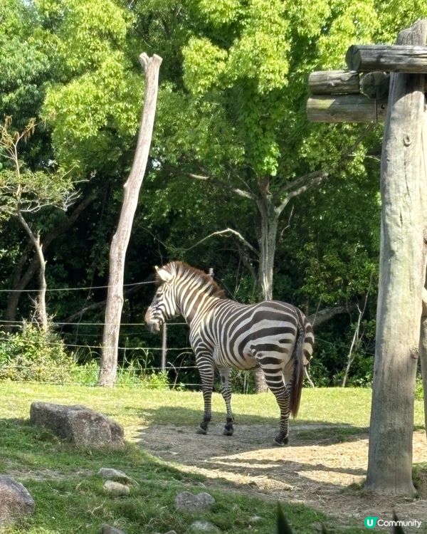 有可愛北極熊🐻‍❄️嘅動物園
