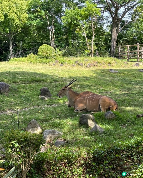 有可愛北極熊🐻‍❄️嘅動物園