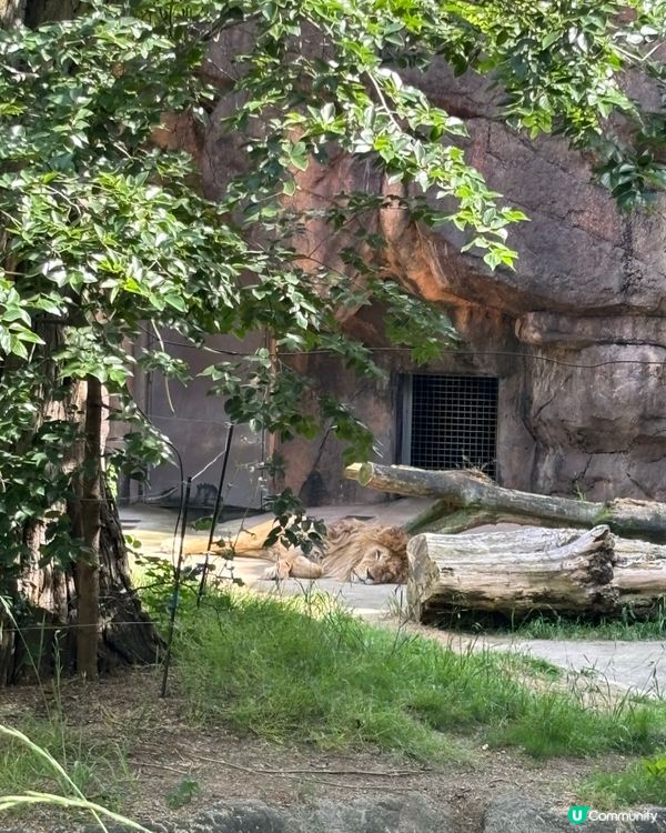 有可愛北極熊🐻‍❄️嘅動物園