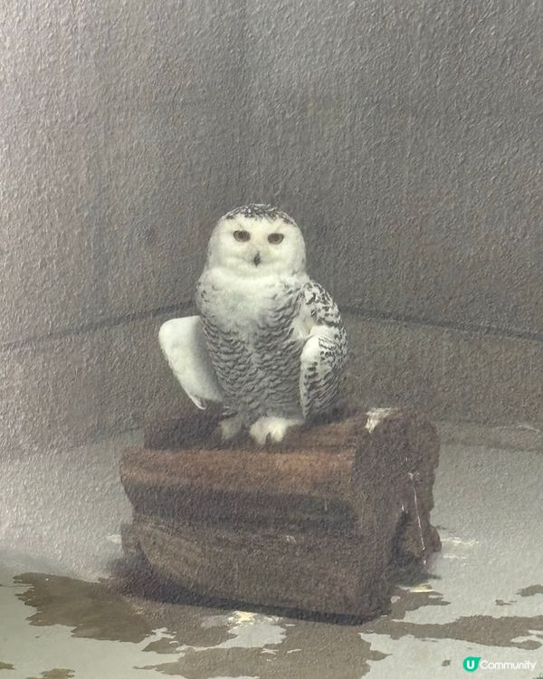 有可愛北極熊🐻‍❄️嘅動物園