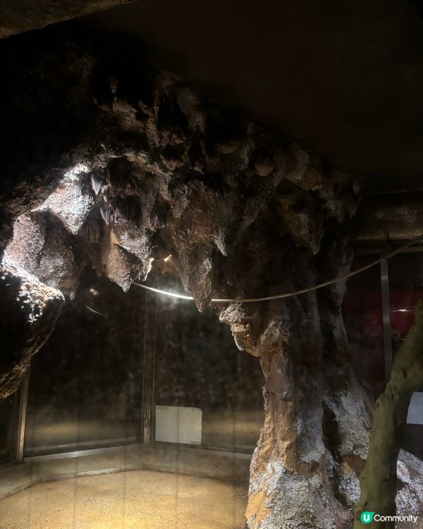 有可愛北極熊🐻‍❄️嘅動物園