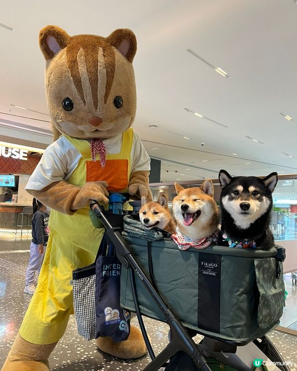 3隻可愛小狗🤎