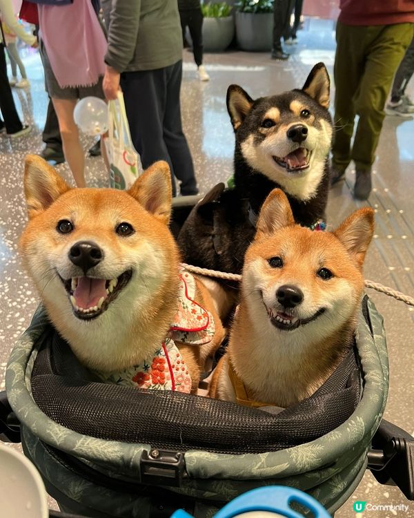 3隻可愛小狗🤎