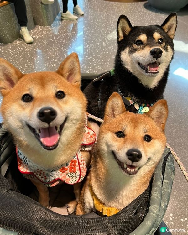 3隻可愛小狗🤎