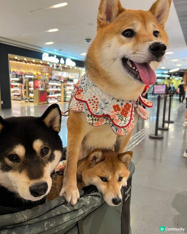 3隻可愛小狗🤎