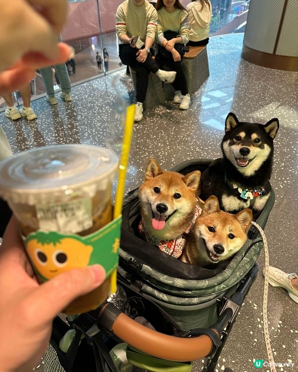 3隻可愛小狗🤎